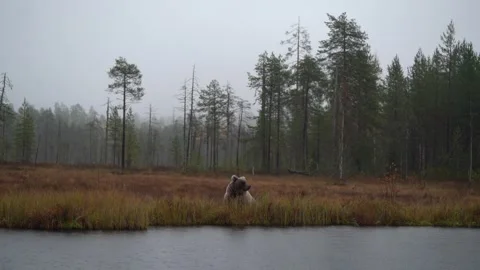 Bear hidden in orange red forest. Autumn trees with bear. Beautiful brown bear w 動画素材 346996920