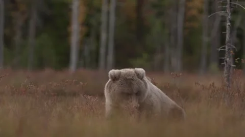Bear hidden in orange red forest. Autumn trees with bear. Beautiful brown bear w 動画素材 346996944