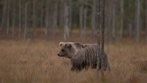 Bear hidden in orange red forest. Autumn trees with bear. Beautiful brown bear w 스톡 동영상 346996945
