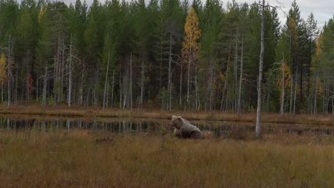 Bear hidden in orange red forest. Autumn trees with bear. Beautiful brown bear w Vídeo Stock 346996946