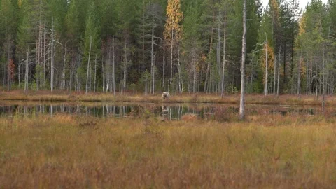 Bear hidden in orange red forest. Autumn trees with bear. Beautiful brown bear w 库存影片 346996966