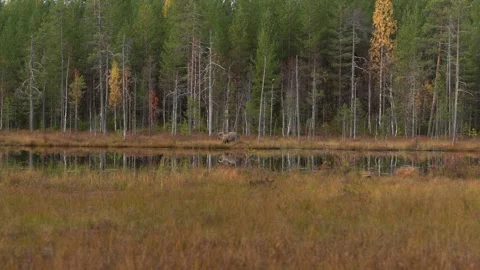 Bear hidden in orange red forest. Autumn trees with bear. Beautiful brown bear w 스톡 동영상 346996967