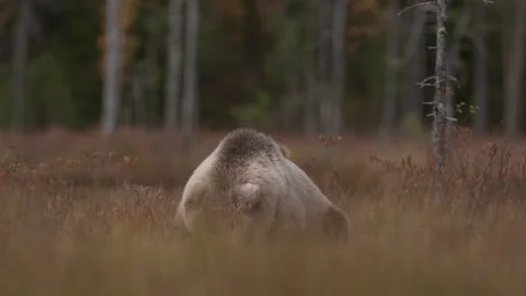 Bear hidden in orange red forest. Autumn trees with bear. Beautiful brown bear w 스톡 동영상 346996980