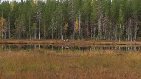 Bear hidden in orange red forest. Autumn trees with bear. Beautiful brown bear w Vídeo Stock 346996992