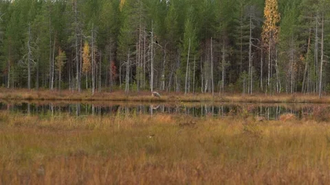 Bear hidden in orange red forest. Autumn trees with bear. Beautiful brown bear w 動画素材 346996996