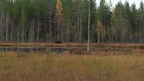Bear hidden in orange red forest. Autumn trees with bear. Beautiful brown bear w 스톡 동영상 346997006