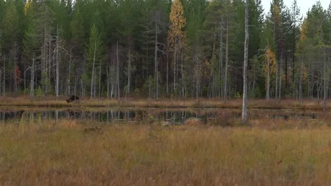 Bear hidden in orange red forest. Autumn trees with bear. Beautiful brown bear w Vídeo Stock 346997024
