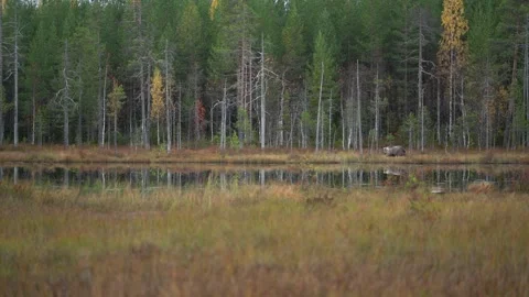 Bear hidden in orange red forest. Autumn trees with bear. Beautiful brown bear w Vídeo Stock 346997044