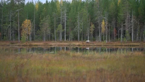 Bear hidden in orange red forest. Autumn trees with bear. Beautiful brown bear w 動画素材 346997085