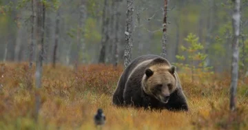 Bear hidden in yellow forest. Autumn trees with bear. Stock Footage 85940783