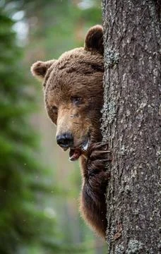 The bear is hiding behind a tree. Close-up Portrait. Adult wild Brown bear in Stock Photos