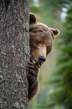 The bear is hiding behind a tree. Close-up Portrait. Adult wild Brown bear in Stock Photos