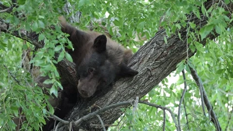 Bear high up in a tree. Stock Footage 340299702