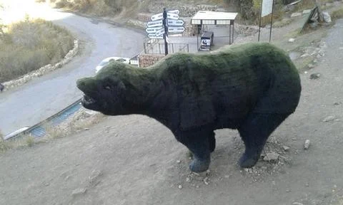 Bear on the hill Stock Photos