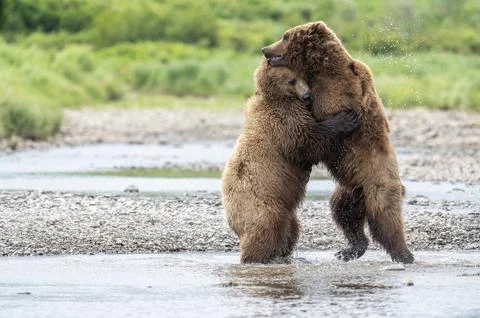 Bear hug at McNeil River Stock-Fotos