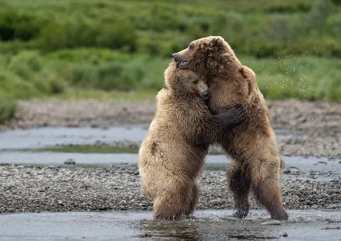 Bear hug at McNeil River Foto stock