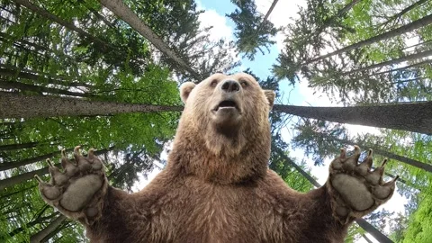 A bear with huge paws against the backdrop of a summer forest, Animated cinem 스톡 동영상 340421017