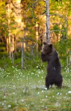 Bear hugging tree Stock Photos