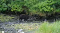 Bear hunting in salmon river P HD 7566 Vídeo HD