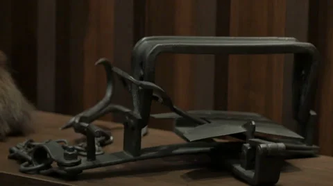 Bear Hunting Trap Stock Footage 61860564