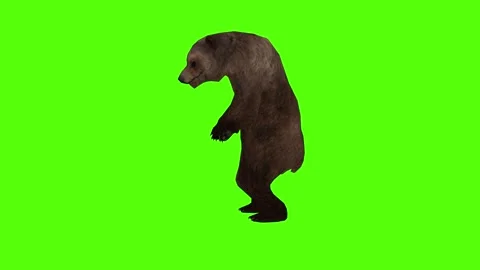 Bear Idle Green Sccreen Animation 4k Rendering Stock Footage 296262915