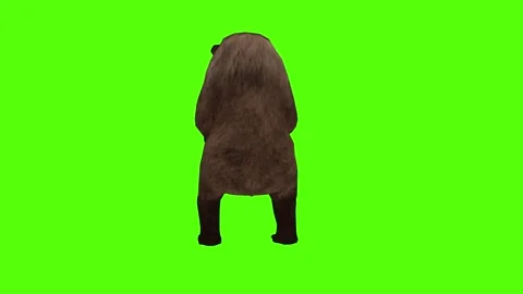 Bear Idle Green Sccreen Animation 4k Rendering Stock Footage 296262920