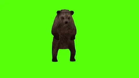 Bear Idle Green Sccreen Animation 4k Rendering Stock Footage 296262921