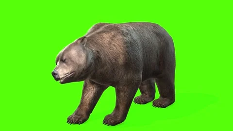 Bear Idle Green Screen Animation 4K Rend... | Stock Video | Pond5