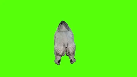 Bear idle Green Screen Animation 4K Rendering Stock Footage 295557483