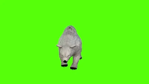 Bear idle Green Screen Animation 4K Rendering Stock Footage 295557493