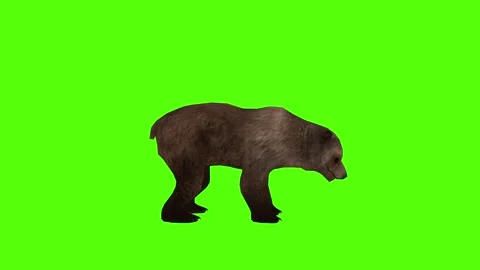 Bear Idle on Ground Green Sccreen Animation 4k Rendering Stock Footage 296262924