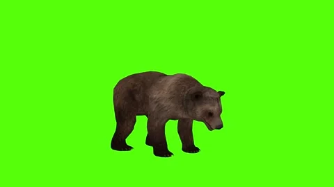 Bear Idle on Ground Green Sccreen Animation 4k Rendering Stock Footage 296262930