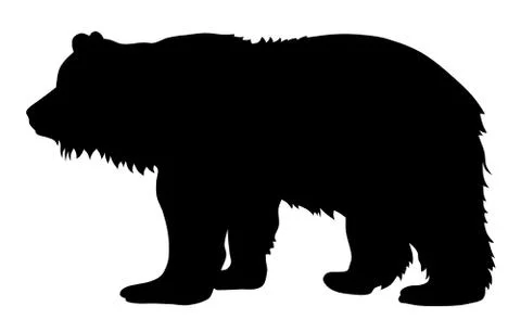 Bear Stock Illustration