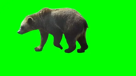 Bear isolated on green background screen Stock Footage 332491149
