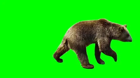 Bear isolated on green background screen Stock Footage 332491227