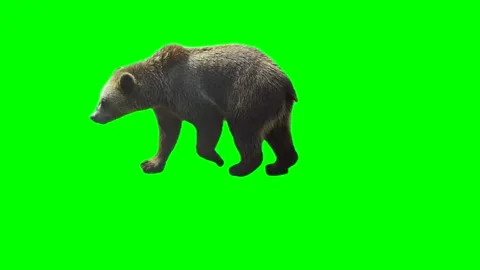 Bear isolated on green background screen Stock Footage 332491250