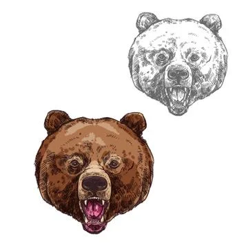 Bear isolated sketch with head of wild grizzly Stock Illustration