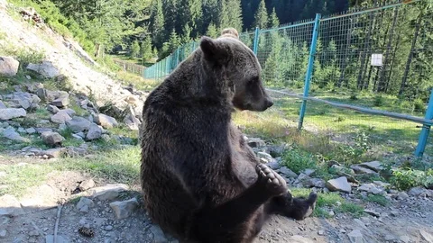 Bear itches Stock-Footage 81232532