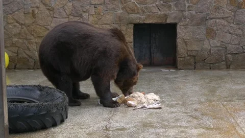 Bear in its enclosure. Stock Footage 335240977
