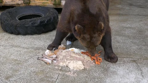 Bear in its enclosure. Stockbeeldmateriaal 335760043