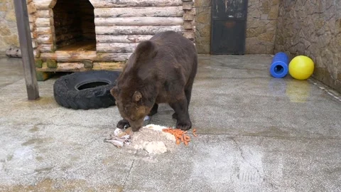 Bear in its enclosure. Stock Footage 335760044