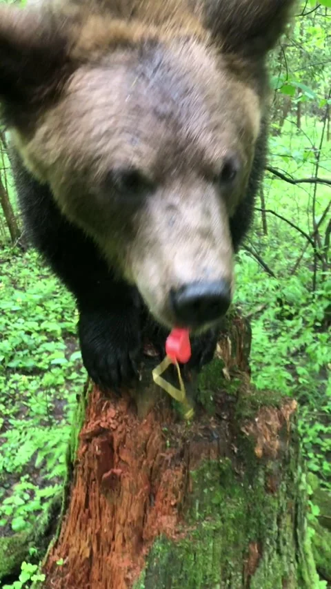 Bear joke Video stock 144214953