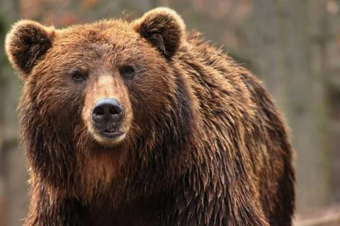 Bear kamchatkan Stock Photos