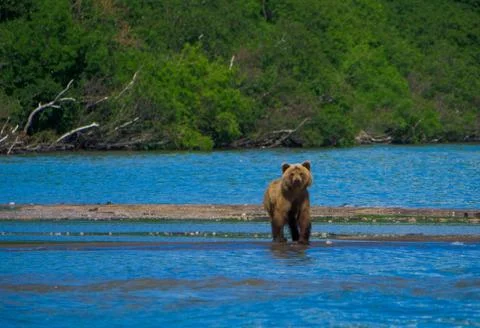 Bear in the lake. Stock Photos