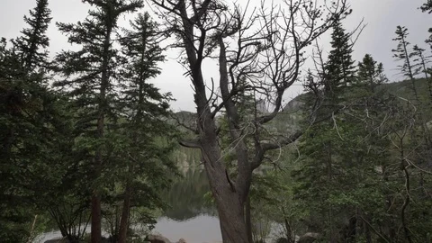 Bear Lake Tree Tilt Shot on Overcast Day Stock Footage 78017587