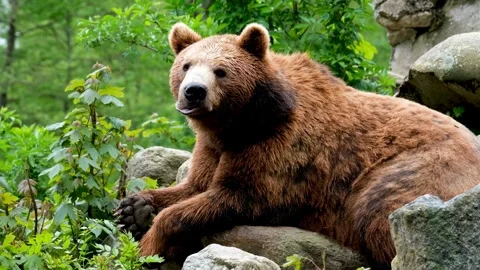 A bear laying on rocks in an outdoor setting Stock Footage 278745133
