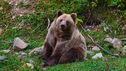 The bear leaves the frame in the forest. Video stock 119636678