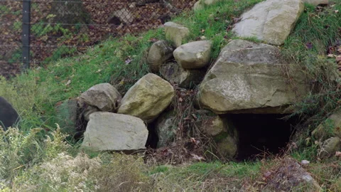 Bear leaving a cave slow walking Stock Footage 293744199