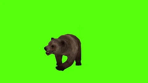 Bear left Claw Attack Green Sccreen Animation 4k Rendering Stock Footage 296262942