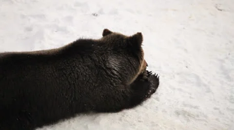 Bear licking his foot Stock Footage 24160764